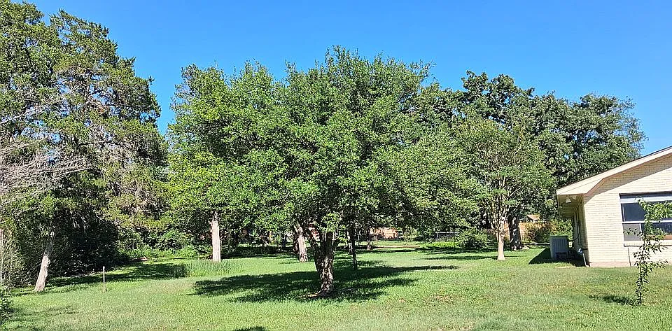 Back yard