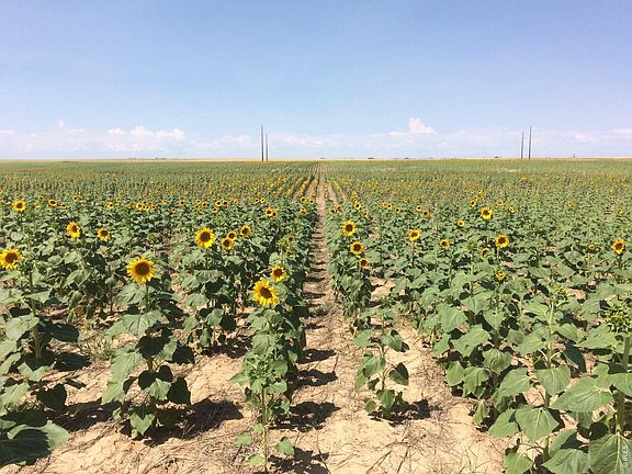 5th image of 8551 Flint Ridge St