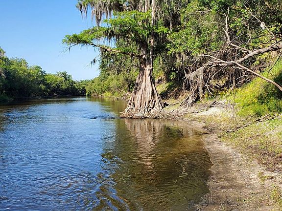 Peace River 200 year old cypress