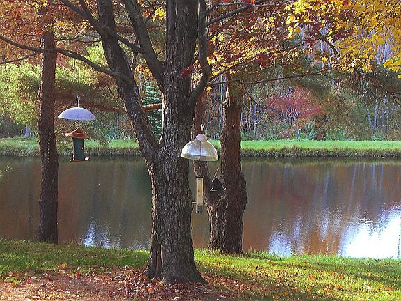 View From Patio/Living Room