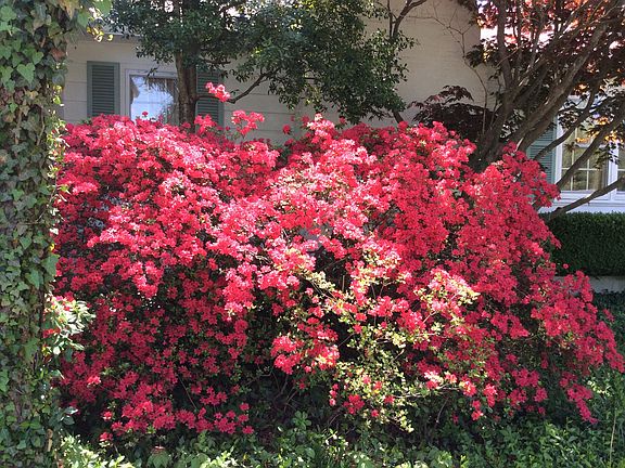 Front yard azalea bush