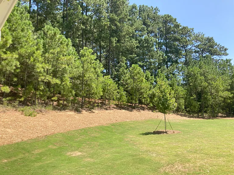 wooded backyard