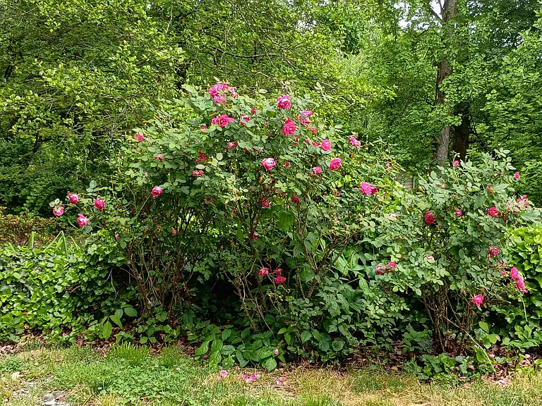 24 Dogwood Ln — Photo 29