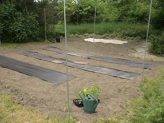 Starting garden