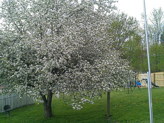 Old Apple Tree in Bloom