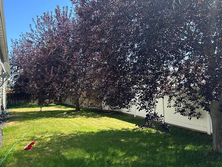 Shared Back Yard
