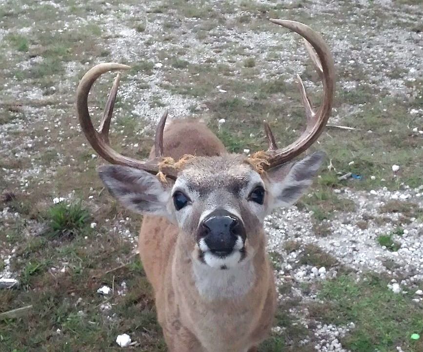 A local resident