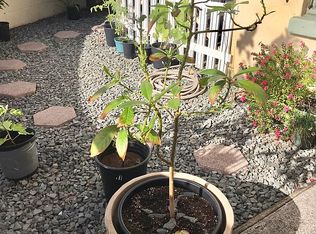 1103 Hoolai St APT 1B, Honolulu, HI 96814