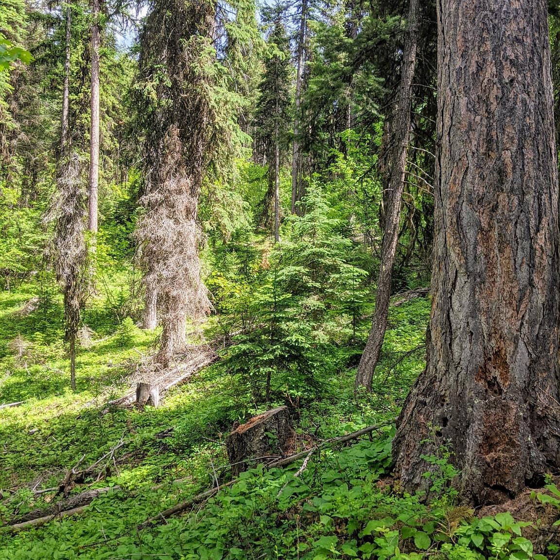 Nhn Butcher Creek Rd, Trego, MT 59934 Zillow