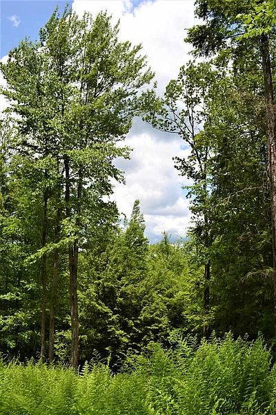 2nd image of 9 SPRING WOODS Road