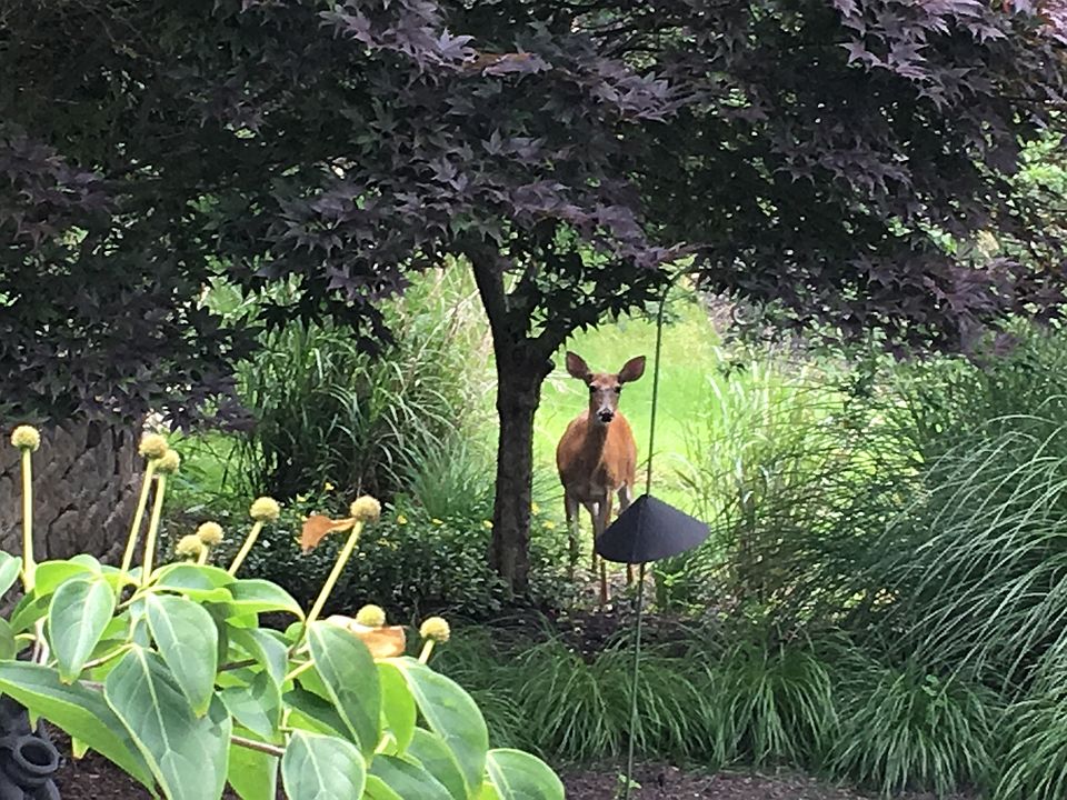 Wildlife in backyard