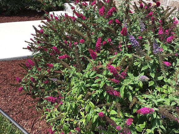 Butterfly bushes!