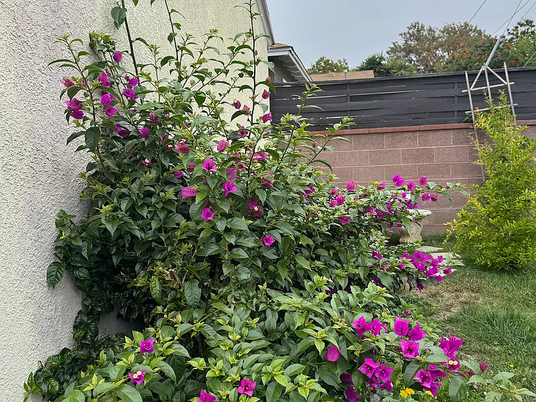 4862 Oliva Ave — Photo 19