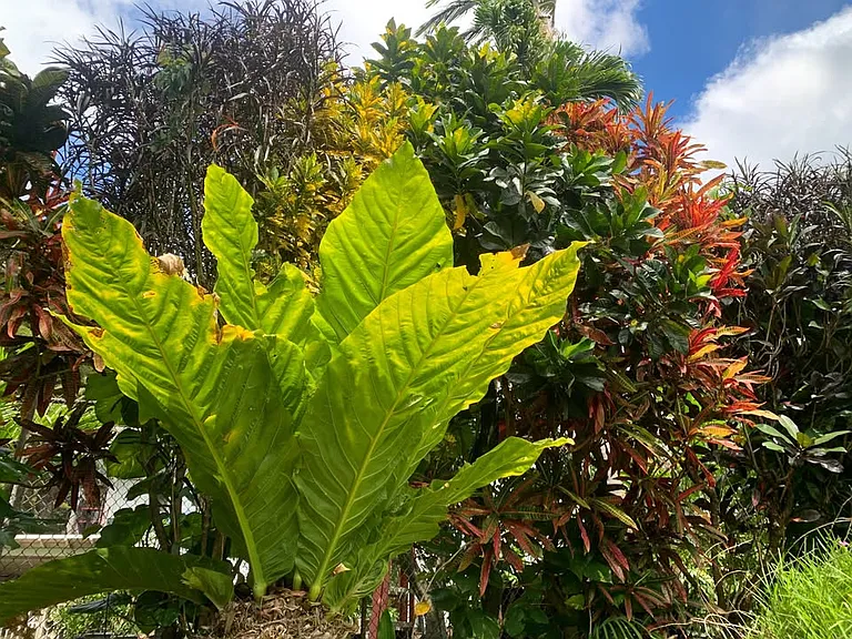 Manoa Rd — Photo 13