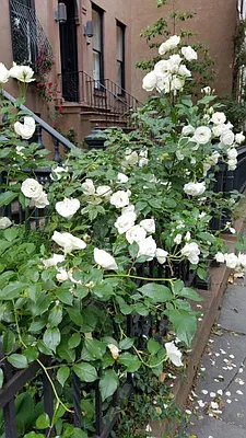 Rented by Brooklyn Heights Real Estate Inc | media 16