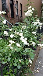 Rented by Brooklyn Heights Real Estate Inc