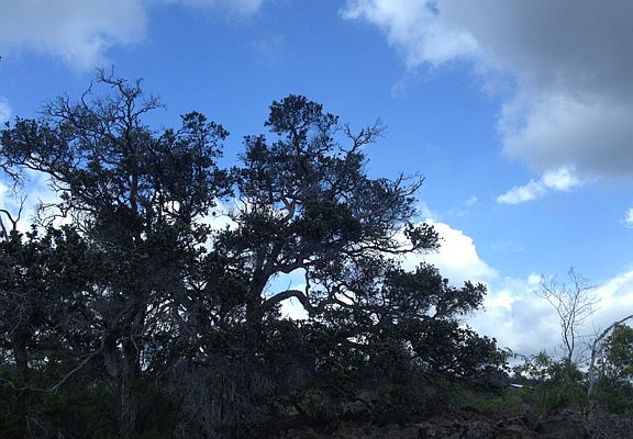 Open sky views from lot 32