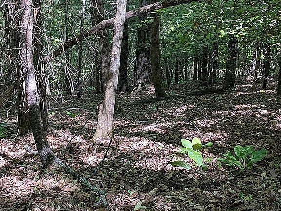 4th image of LOTS 5 & 6 Beech Mtn