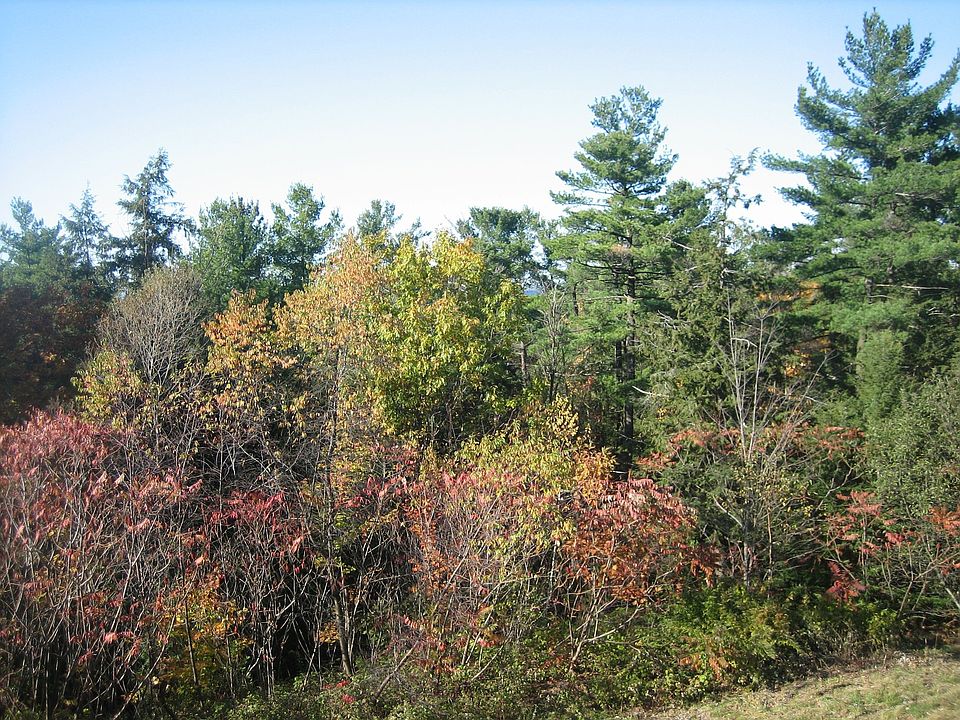 Fall Foliage