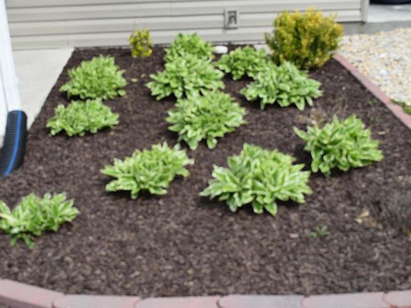 Hostas