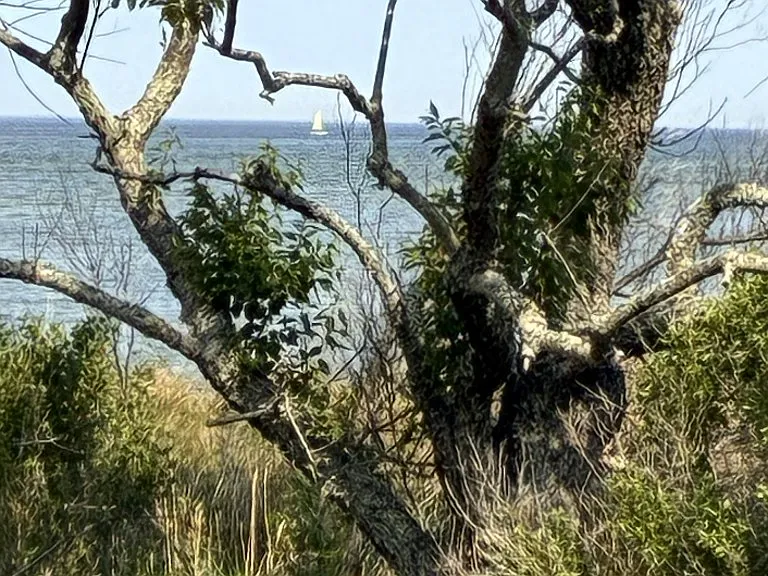 Sailboat through trees