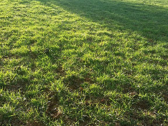 View From Bottom of Lot