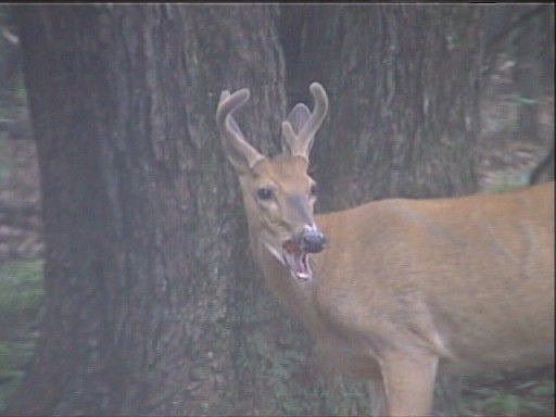 Summer Buck just feet from home.