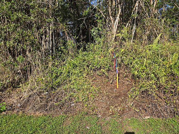 5th image of Hibiscus Dr Lot 77