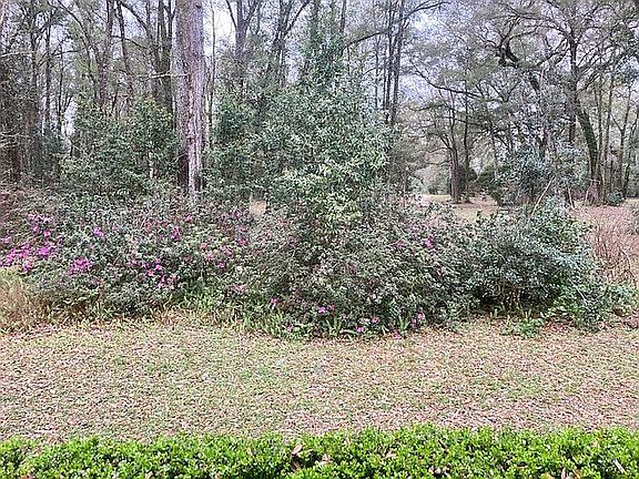 Mature Azalea's patio view