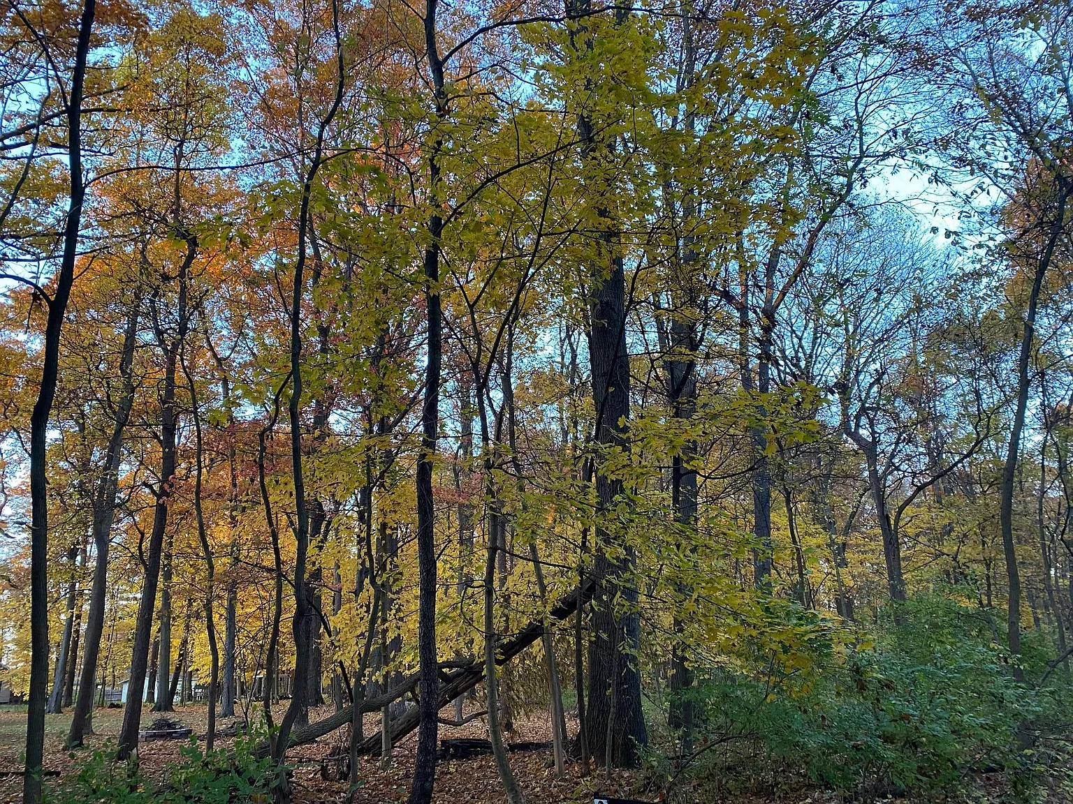 Oak Dr photo 1