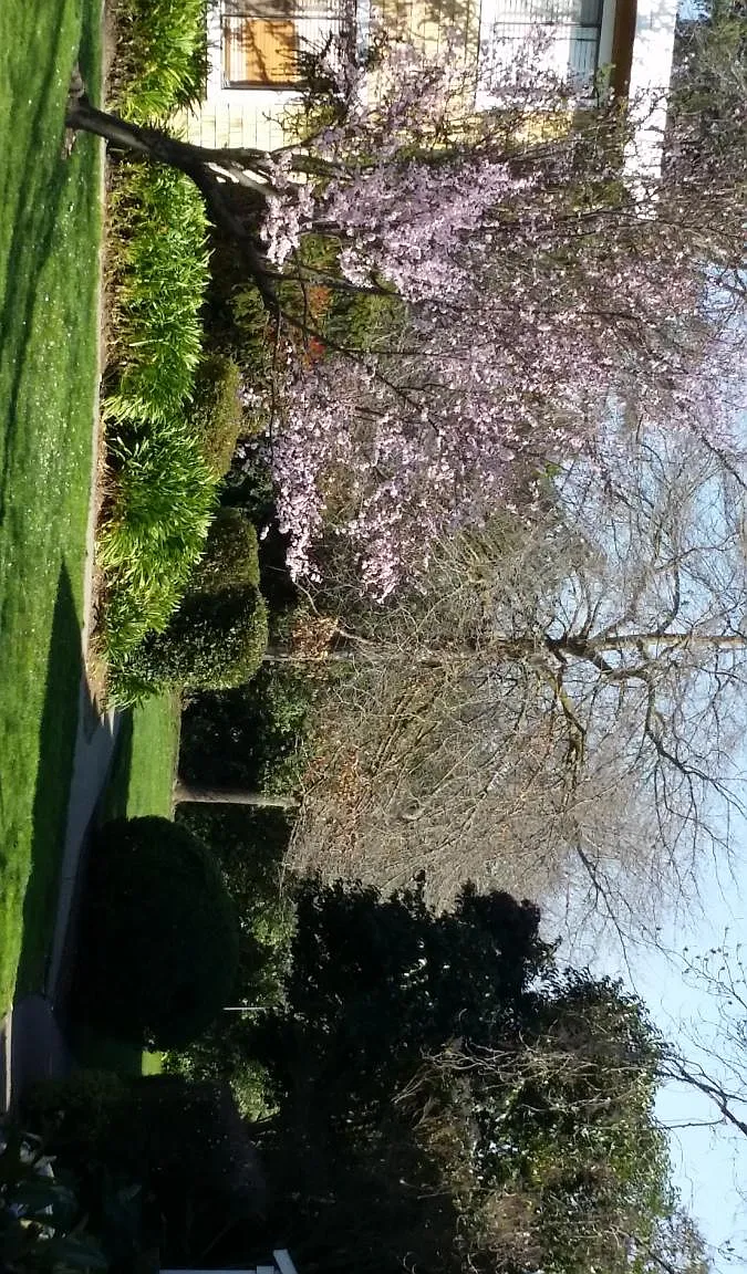 3 bed, 1.5 bath, 1323 sqft, $3,400 — Photo 1