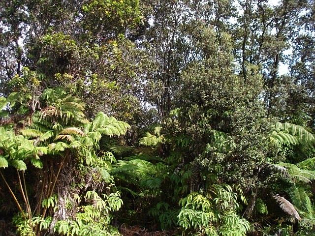 2nd image of LOT 20 Lot 20