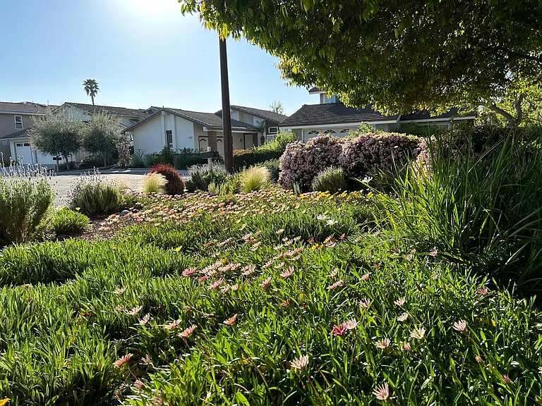 Front yard facing away from the house