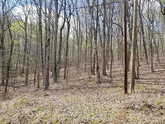 4th image of Spruce Willow & Maple