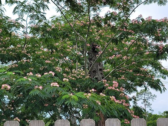 Mimosa trees in front.