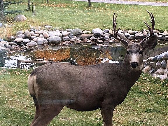 View from LR of Deer & Pond