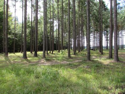 147 Knox Polk Rd, Columbia, MS, 39429