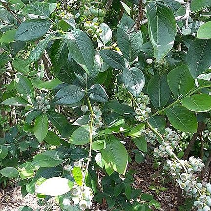 1 of 5 Blueberry bushes
