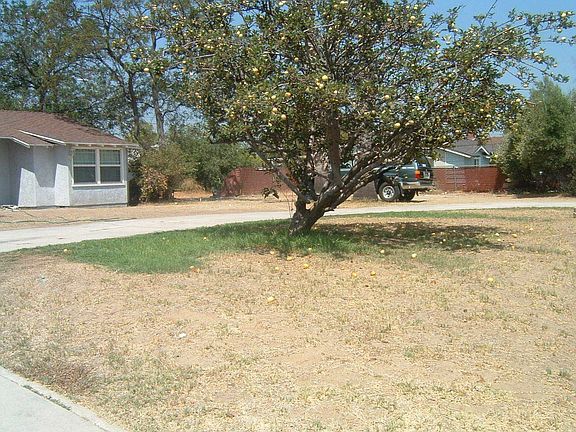 Apple Tree in Huge Front Yard