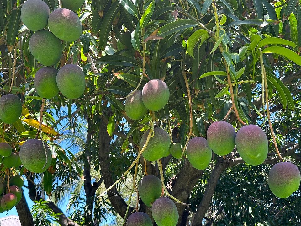 691708 Puako Beach Dr, Kamuela, HI 96743 Zillow