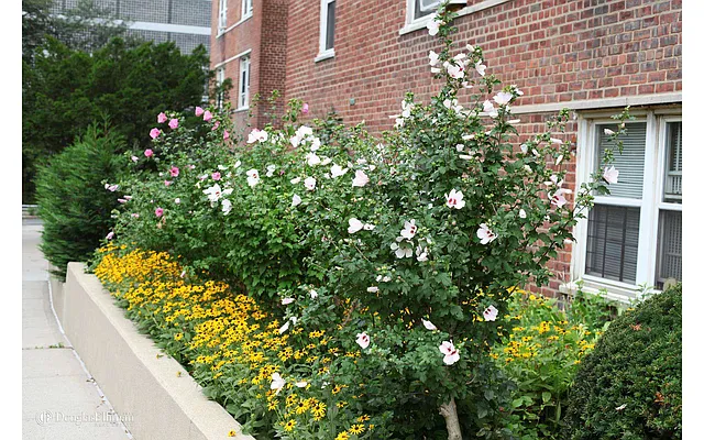 Rented by Douglas Elliman | media 19