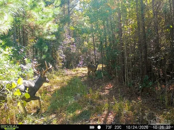 Snider St, Frisco City, AL 36445