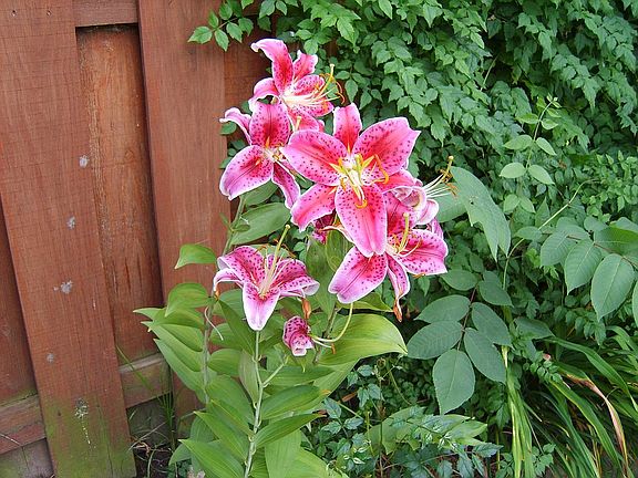 Mature flowers and plants.