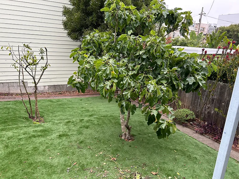 Backyard has plum and fig trees