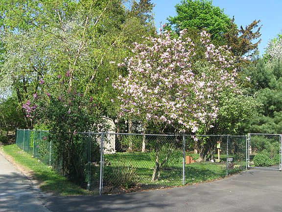 Fenced yard