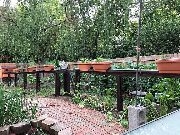 Backyard vegetable garden