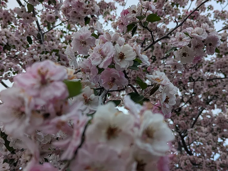 Cherry Blossom trees on Greenbelt