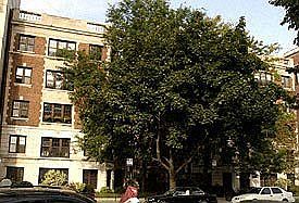 1st image of 2326 N Lincoln Park W APT 1F