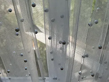 Pearl sheer curtains with shades