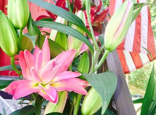 2471 Dorchester Rd, Union, NJ 07083